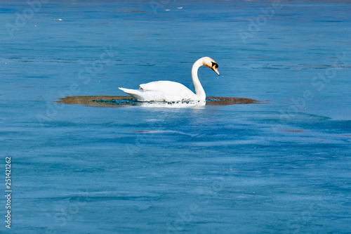 swans on the ice, balance, ice hole ,one leg , lovely
