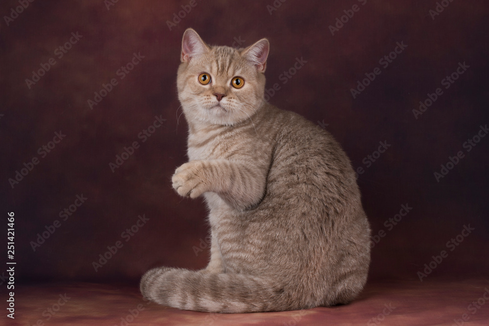 british cat on brown background
