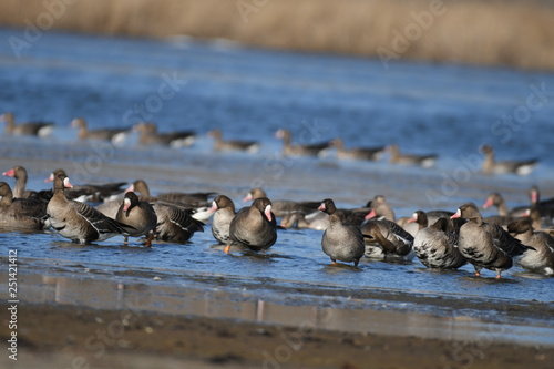 Greater White-fronted Goose (Anser albifrons) 