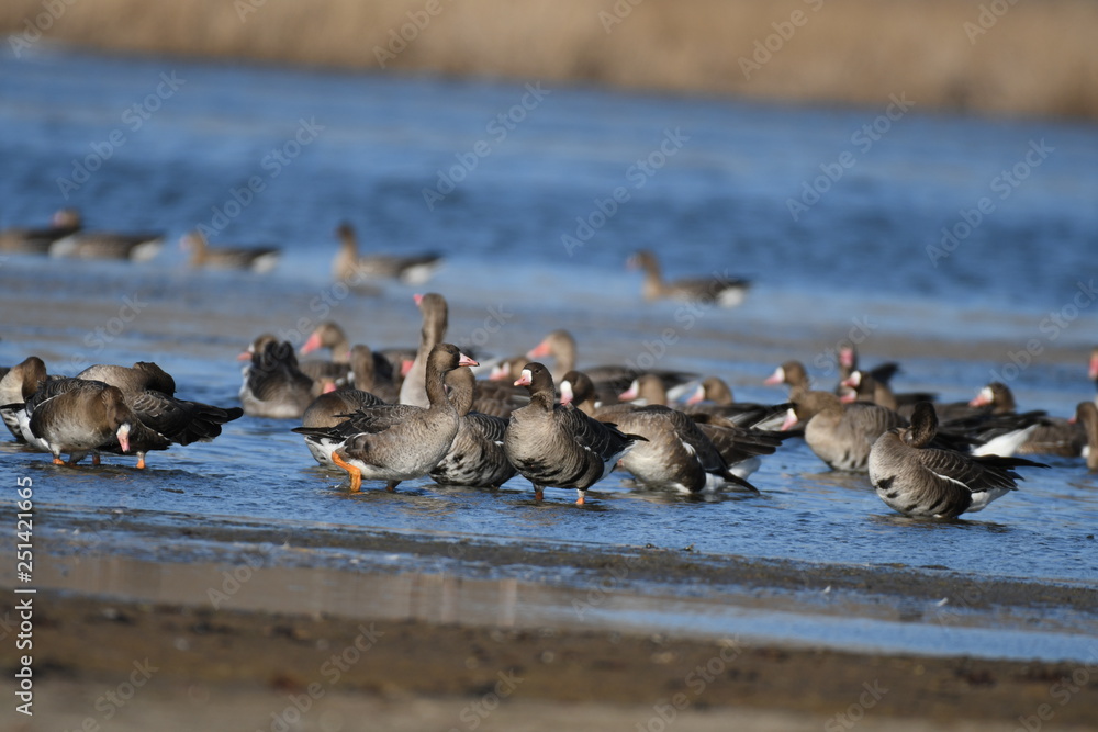 Greater White-fronted Goose (Anser albifrons) Greater White-fronted Goose (Anser albifrons)