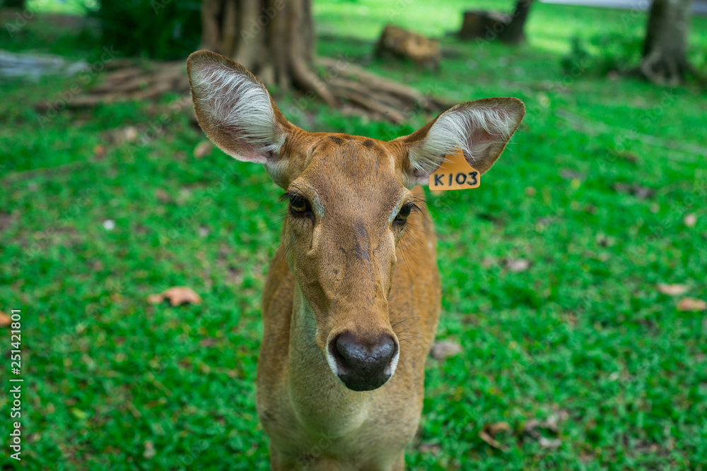 deer in the zoo deer in the zoo