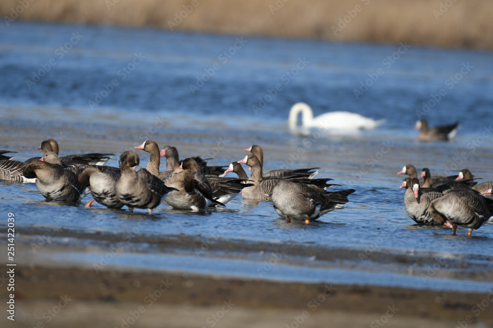 Greater White-fronted Goose (Anser albifrons) Greater White-fronted Goose (Anser albifrons)