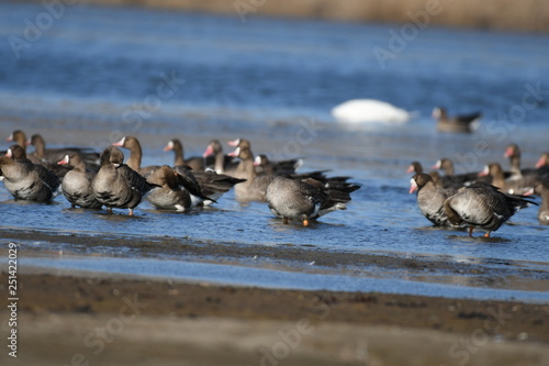 Greater White-fronted Goose (Anser albifrons) 