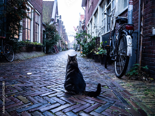 Photography Katze in der Straße in Alkmaar Niederlande