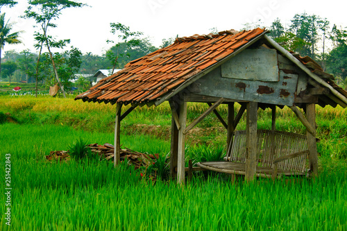Shack in the middle of rice fields