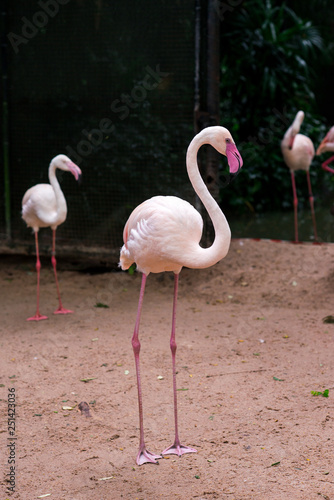 flamingo in the pond