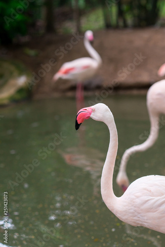 flamingo in the pond