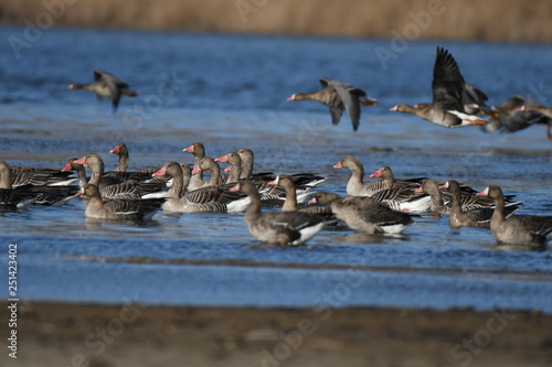 Greater White-fronted Goose (Anser albifrons) 