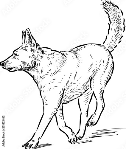 A sketch of a running shepherd dog
