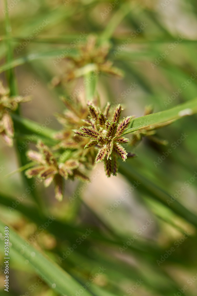 Cyperus fuscus Cyperus fuscus