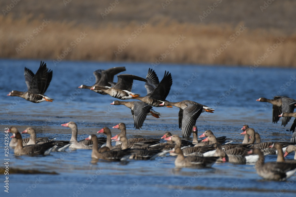 Fototapeta premium Greater White-fronted Goose (Anser albifrons) 