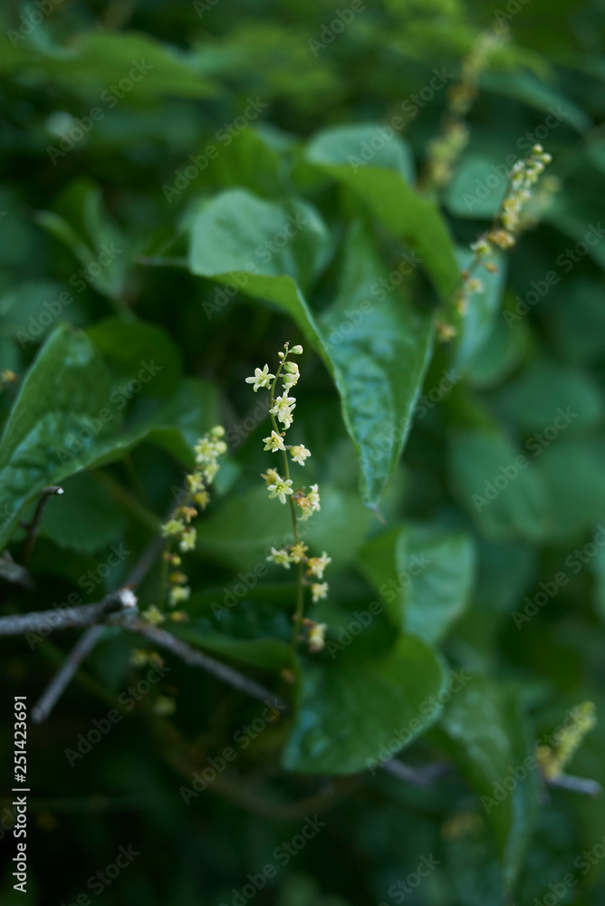 Dioscorea communis Dioscorea communis