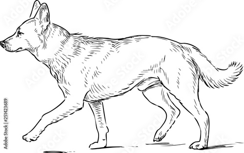 Sketch of a striding shepherd dog