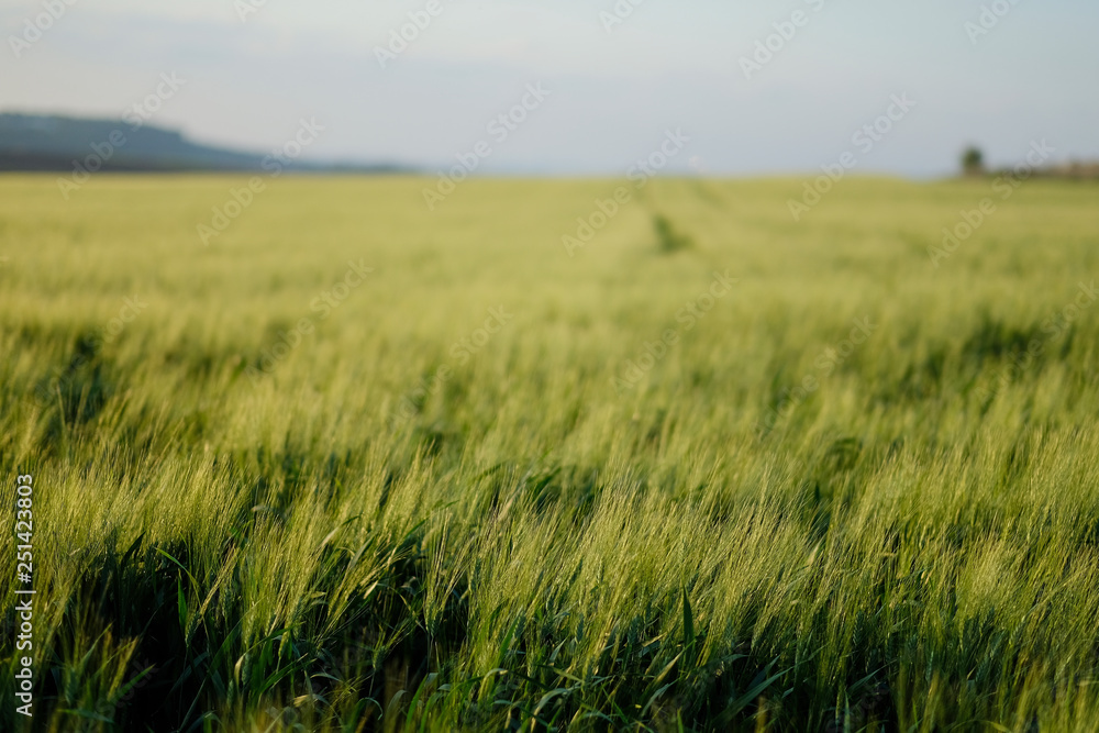 Green wheat field. Beginning of spring.
