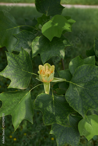 liriodendron tulipifera