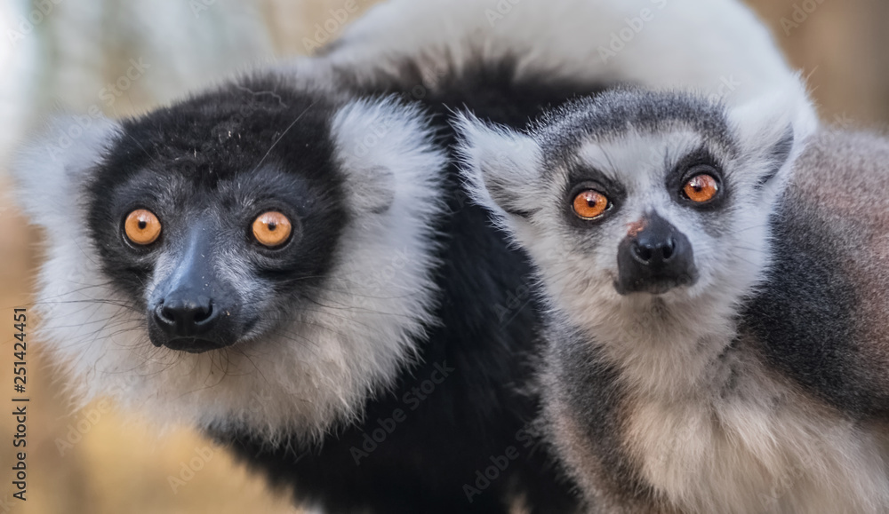 Obraz premium Im Blick von Katta und Vari