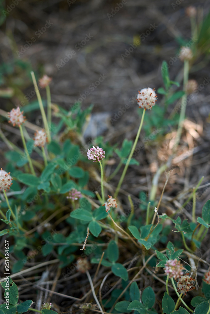 Trifolium fragiferum Trifolium fragiferum