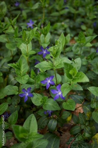 Vinca major