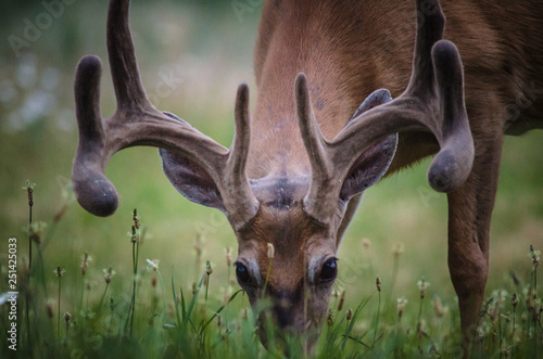 Buck closeup (color)