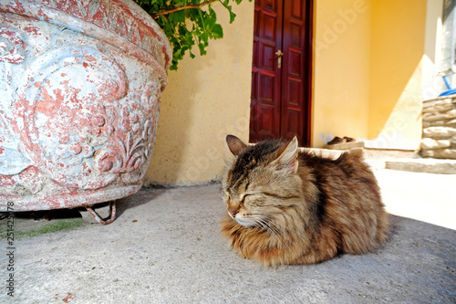 Hauskatze (Felis silvestris catus) - domestic cat photo