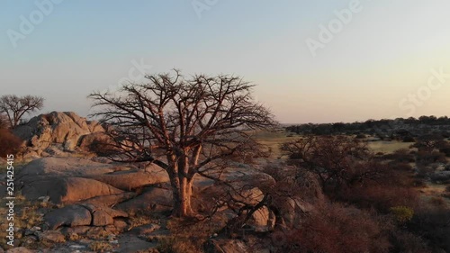 Kubu Island - Baobab trees growing in an arid desert landscape of Makgadikgadi Pans area in Central Botswana, Aerial drone shot 