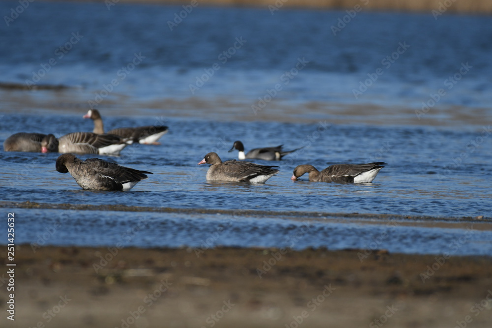 Fototapeta premium Greater White-fronted Goose (Anser albifrons) 