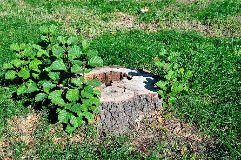 Tree stump in the summer park. Tree stump in the summer park.