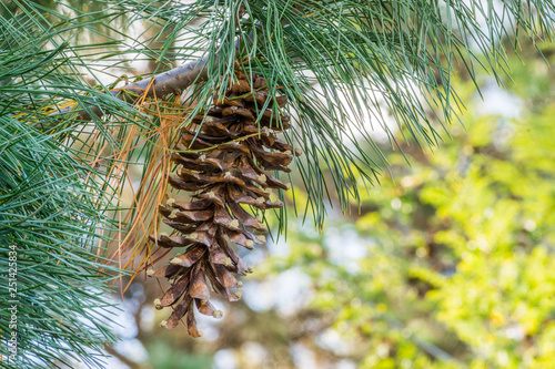 Western white pine cone on branch