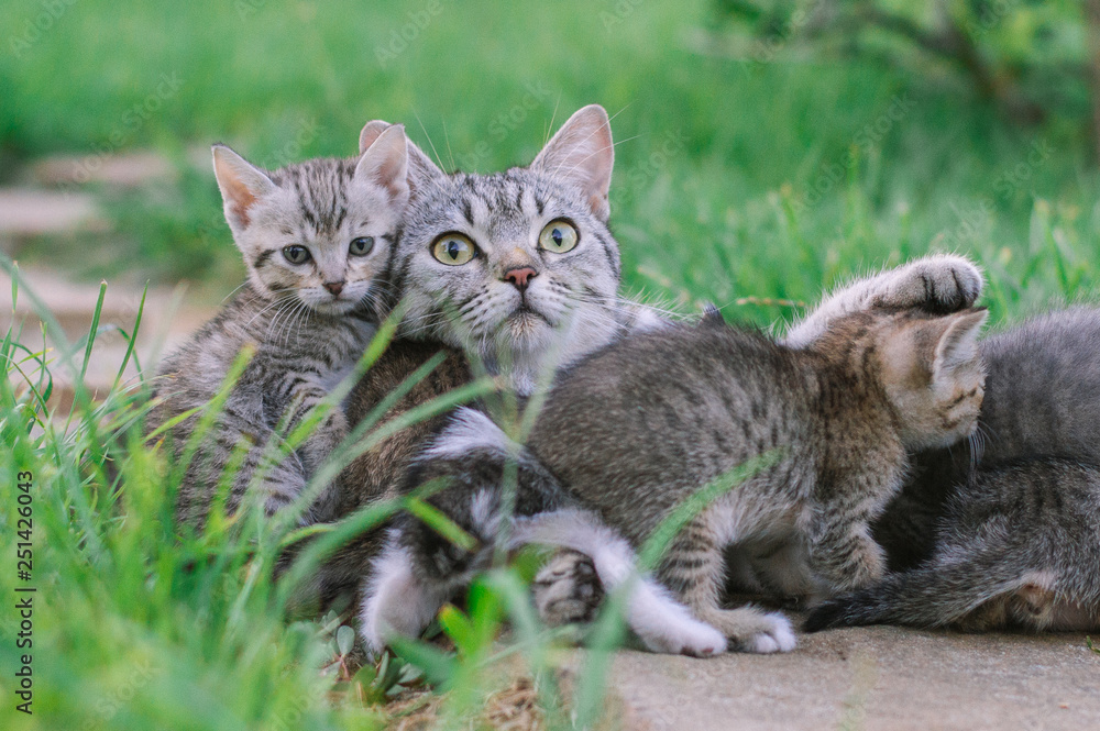Caring cat mom and cute kittens in the garden on grass background.