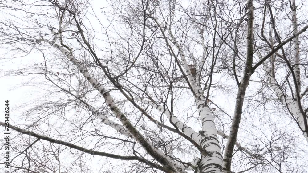 the beginning of spring. birdhouse high on birch. the beginning of spring. birdhouse high on birch.