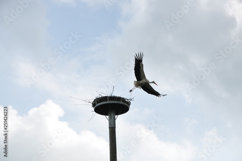 Storch2