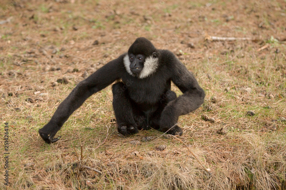 Fototapeta premium Witwanggibbon zit te staren