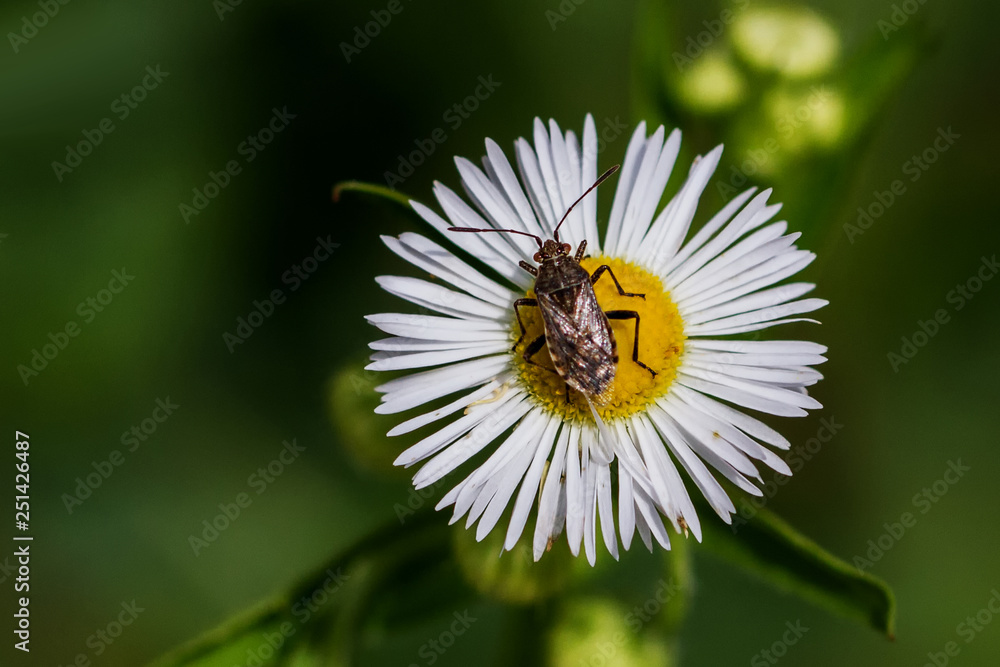 Insect Insect