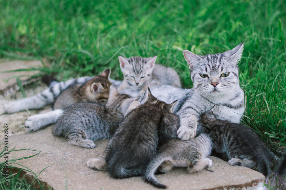 Cat mom and 9 kittens in nature on a green background. Lactation.