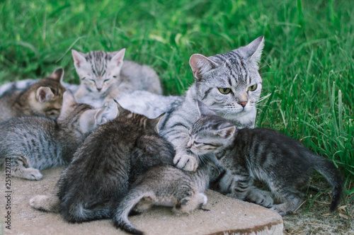 Wallpaper Mural Cat mom and 9 kittens in nature on a green background. Lactation. Torontodigital.ca