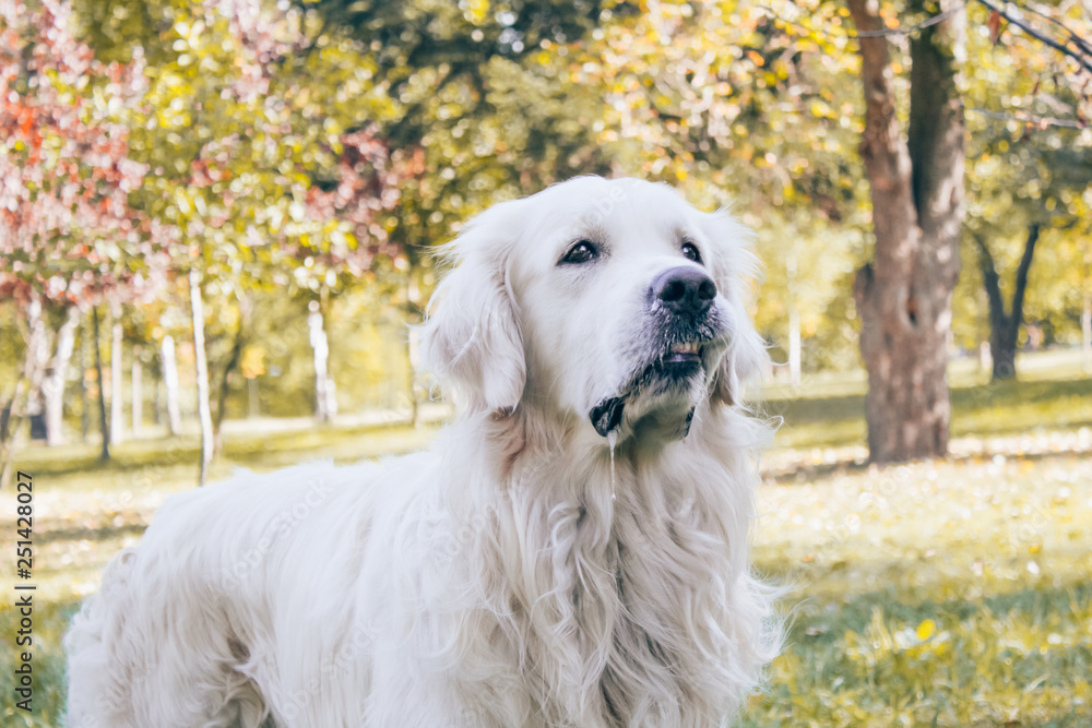 retriever in the park retriever in the park