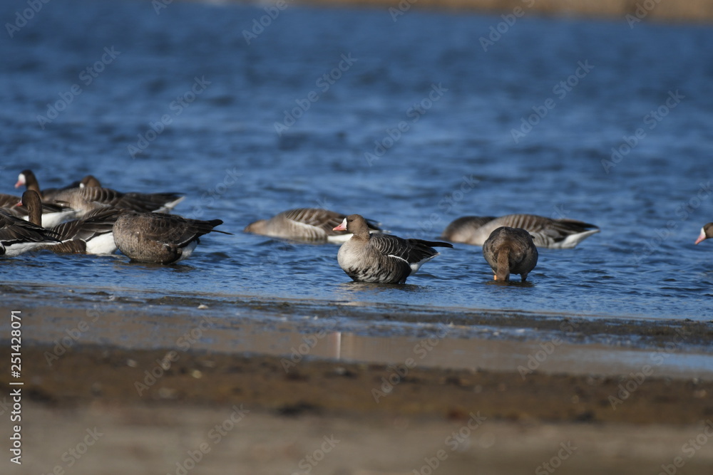 Greater White-fronted Goose (Anser albifrons) Greater White-fronted Goose (Anser albifrons)