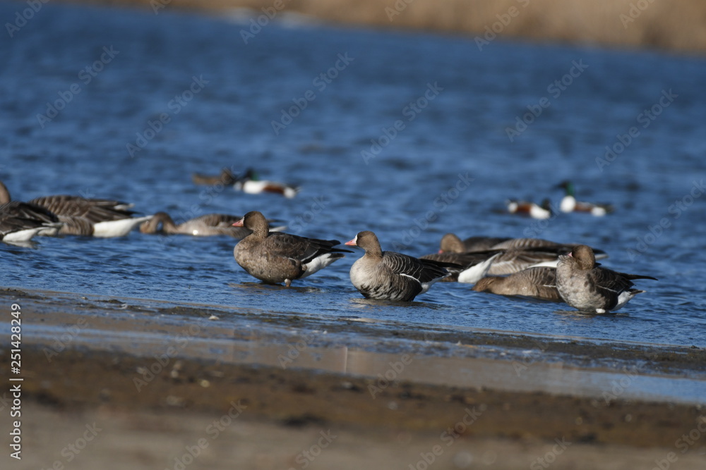 Fototapeta premium Greater White-fronted Goose (Anser albifrons) 