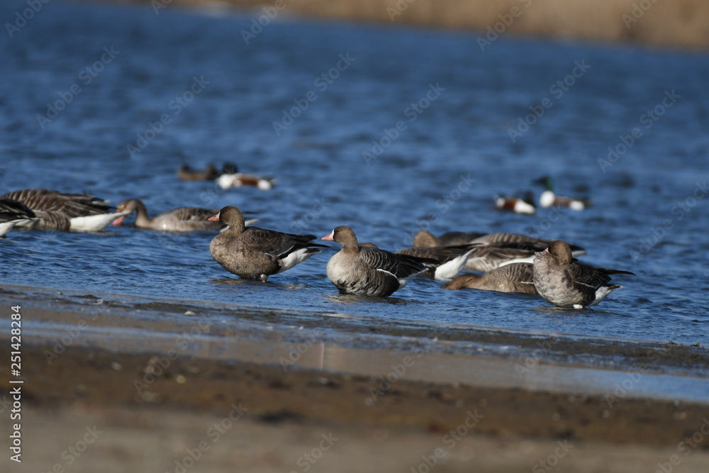 Greater White-fronted Goose (Anser albifrons) Greater White-fronted Goose (Anser albifrons)
