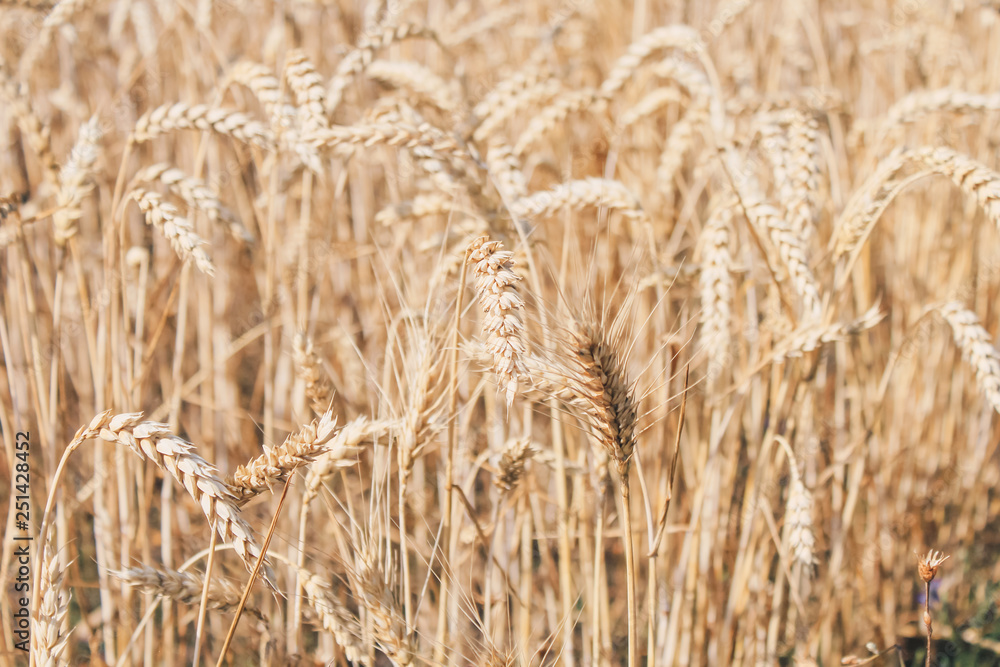 Golden wheat field on blue sky background Golden wheat field on blue sky background