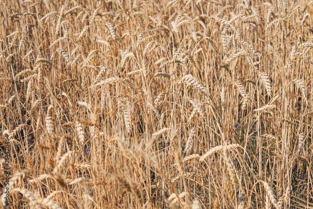 Golden wheat field on blue sky background Golden wheat field on blue sky background