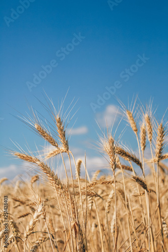 Golden wheat field on blue sky background 