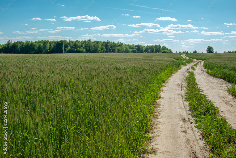 summer landscape field with young green wheat against a blue sky with clouds. skyline