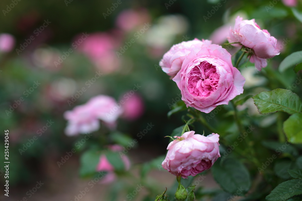 Opulente Rose