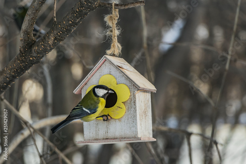 A small yellow tit sits on a yellow bird and squirrel feeder house from plywood in the park photo