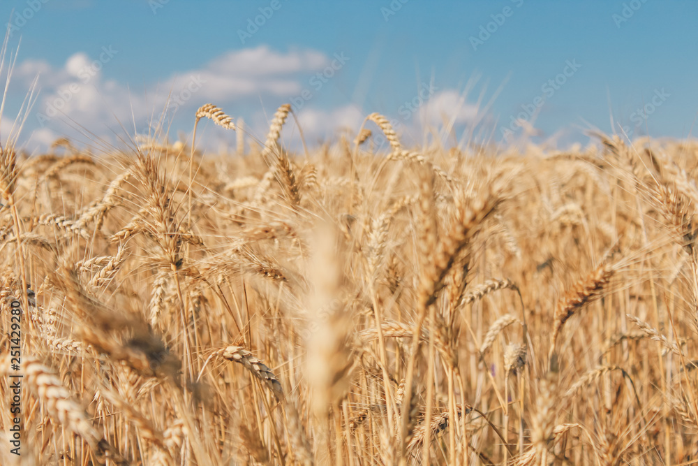 Fototapeta premium Golden wheat field on blue sky background 