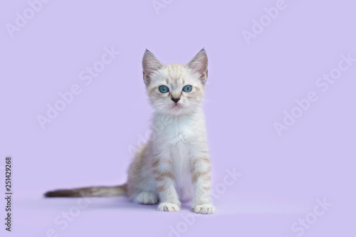 White Siamese Kitten sitting upright alone, purple background.