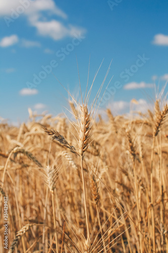 Golden wheat field on blue sky background 