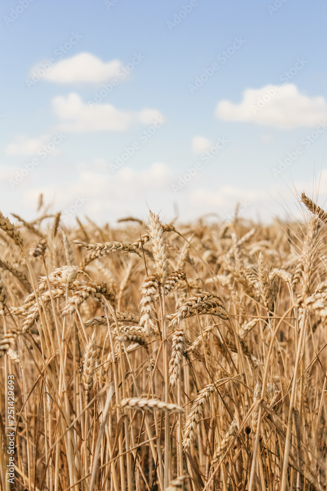 Golden wheat field on blue sky background Golden wheat field on blue sky background