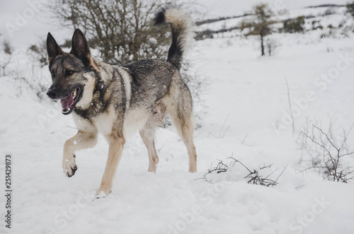  Nice happy dog ​​enjoying in the snow on the mountain © Iskan